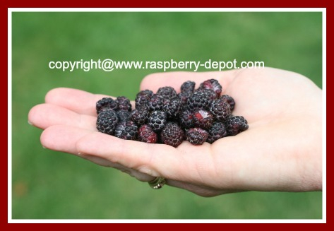 All About Black Raspberries Growing Nutritional Information And 