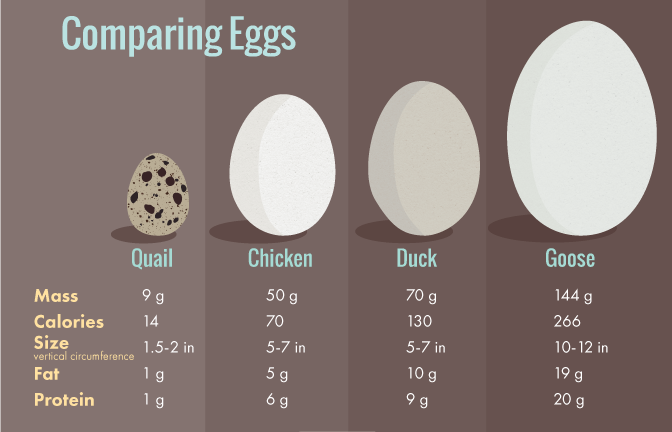 All About Duck Eggs Nutrition Benefits And Comparison