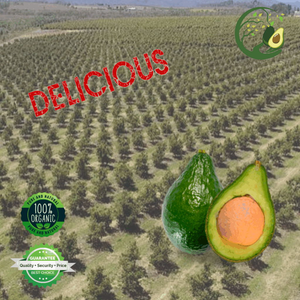 Benefits Of Avocados Hormone Balancing Avocado Hormones