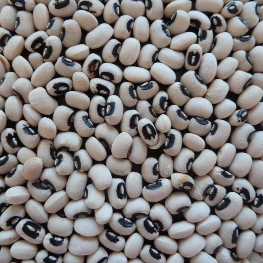 Black Eyed Pea Seeds 200 Pkg