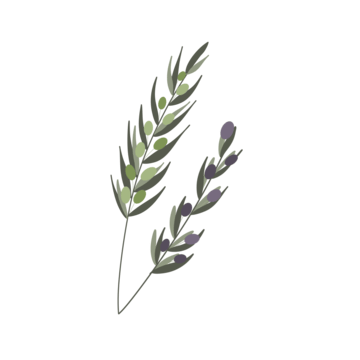 Black Olive Nutrition PNG Transparent Images Free Download Vector 