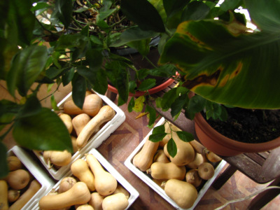 Butternut Squash Nutritional Information