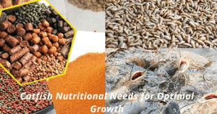 Catfish Nutritional Needs For Optimal Growth Understanding The Basics 