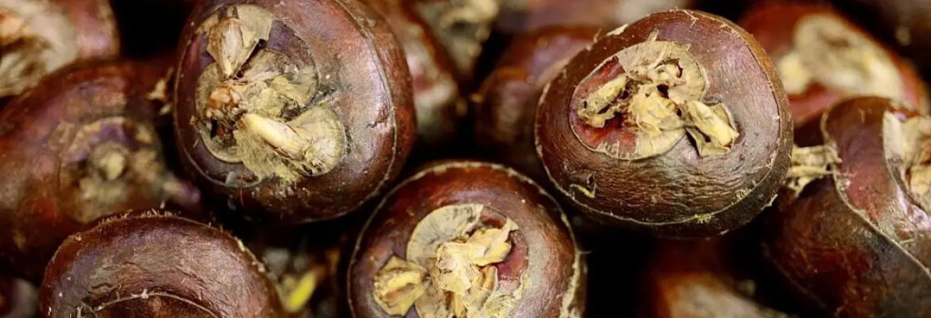 Chinese Water Chestnut