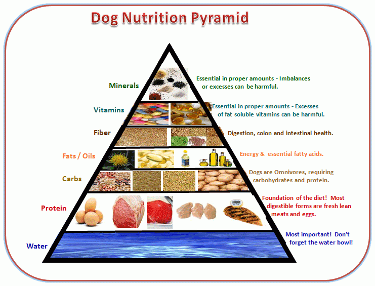 Dog Food Analysis With Diet Tips And Facts About A Dogs Health 