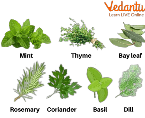 Facts About Herb Learn Important Terms And Concepts
