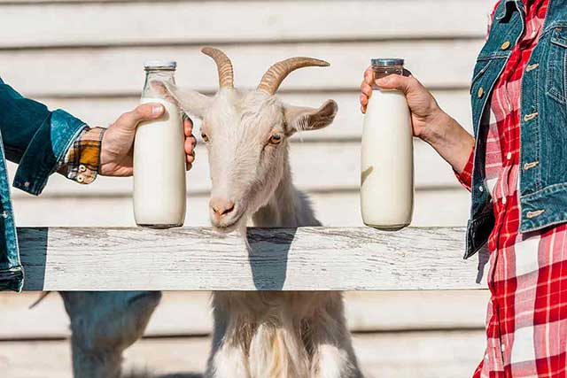 Goat Milk Is It Really Healthier Than Cow Milk Nutrition Advance