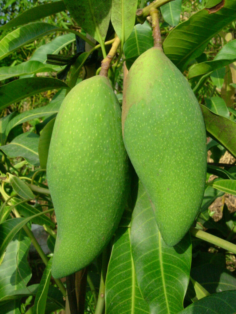 Green Mango Nutrition Facts Mangoes Nutrition