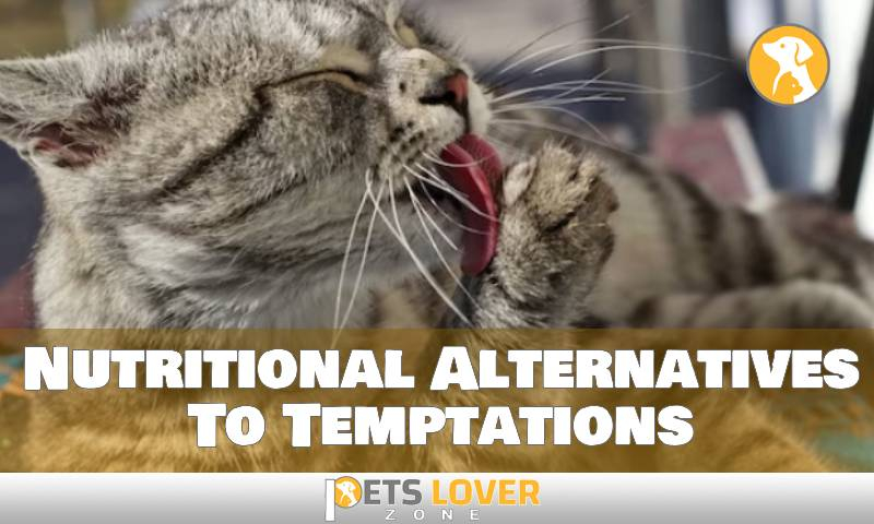 How To Wean Cat Off Temptations For Breaking The Cycle