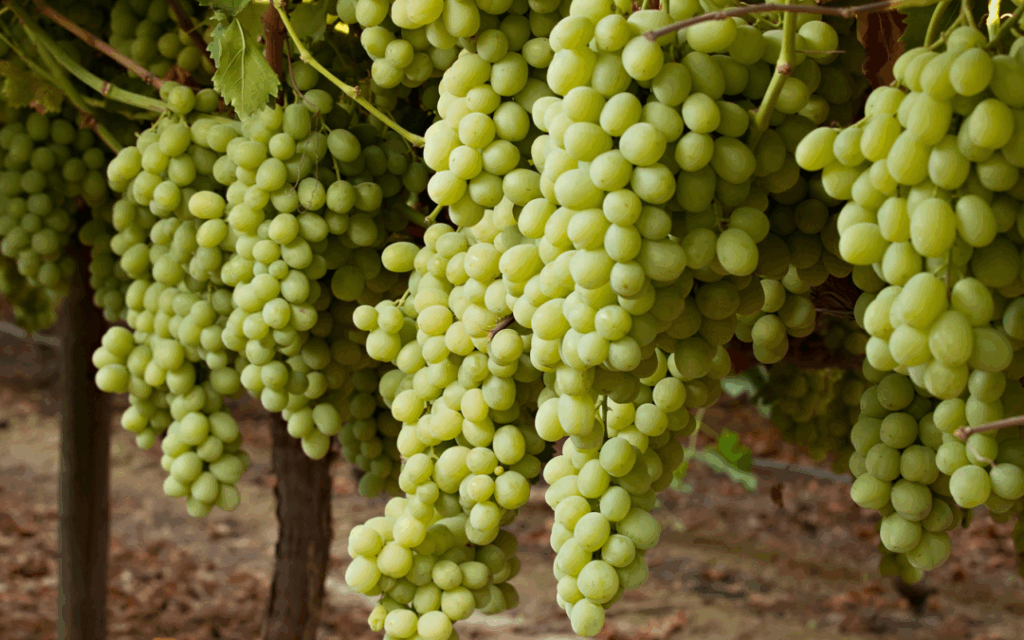 INFOGRAPHIC The Benefits Of Green Grapes Jasmine Vineyards