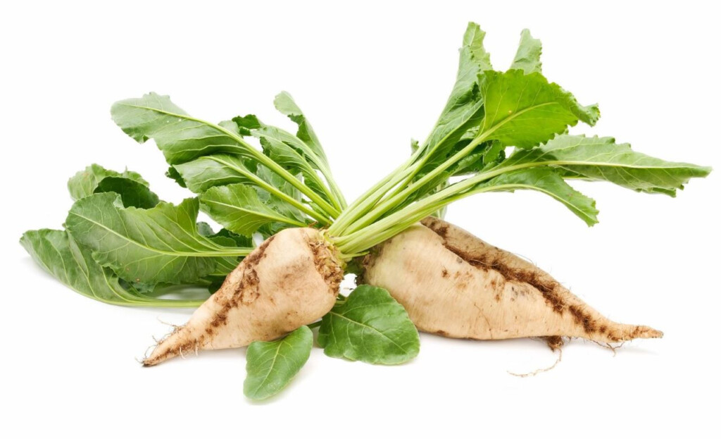 Information Uses Health Benefits And Nutritional Value Of Sugarbeet 