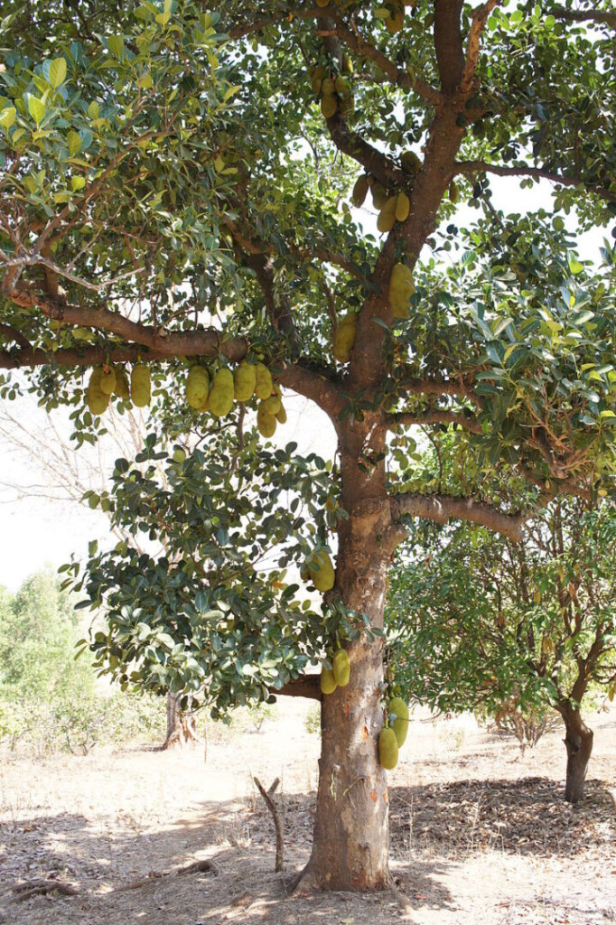 Jackfruit Nutritional Diversity Nutritional Diversity