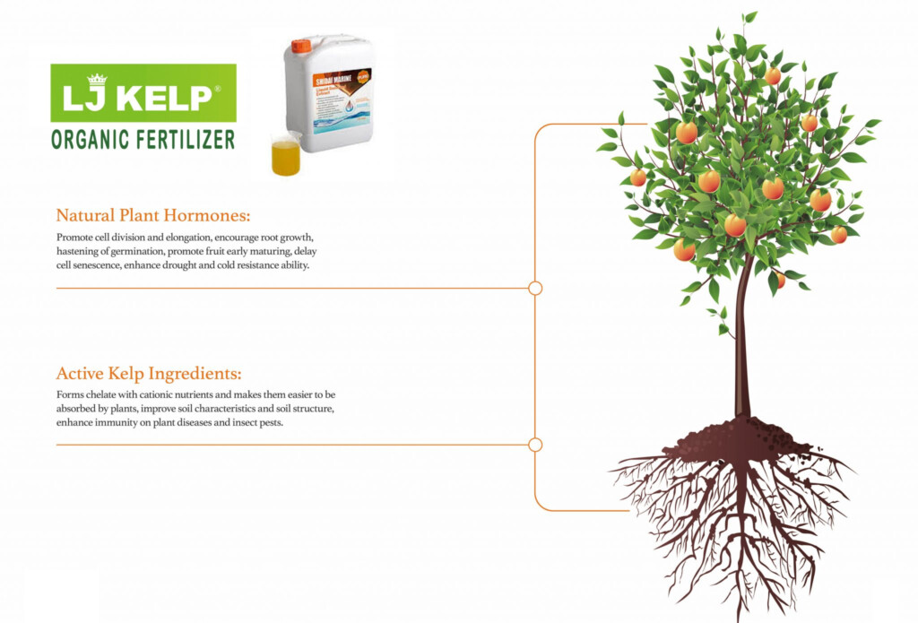 KELP NUTRITIONAL VALUE GENERATION MARINE BIOTECHNOLOGY USA INC An 