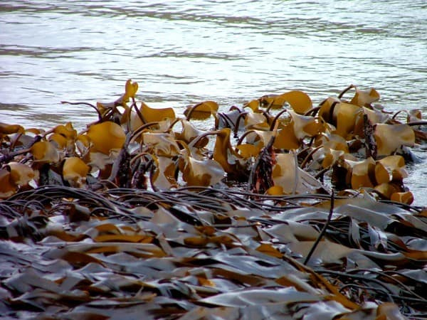 Kombu Kelp Nutritional Info Organic Irish Seaweed Products AlgAran