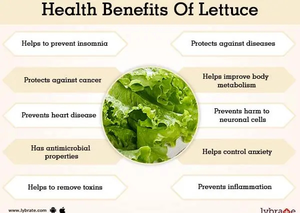 Lettuce Nutritional Values Properties And Types Healthy Food Near Me