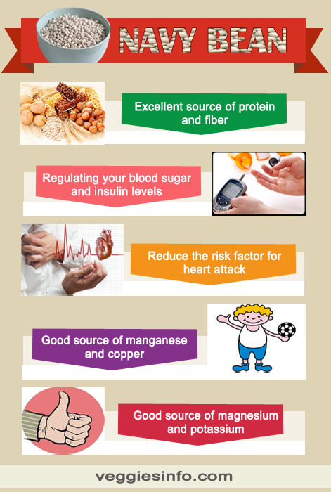 Navy Beans Nutrition Guide Health Summary Veggies Info