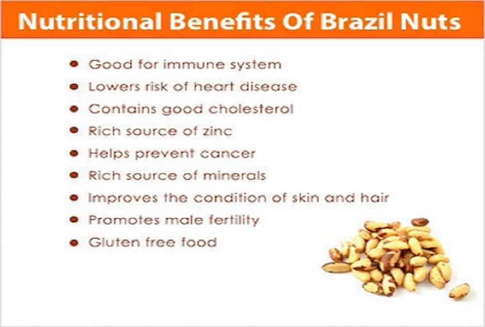 Nutritional Benefits Of Brazil Nuts Recent Research And Studies