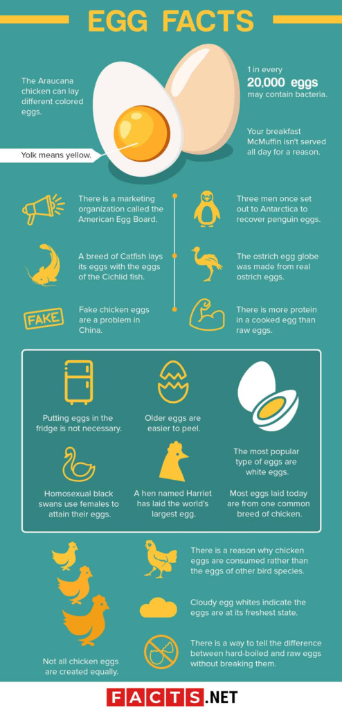Ostrich Egg Nutrition Facts Besto Blog