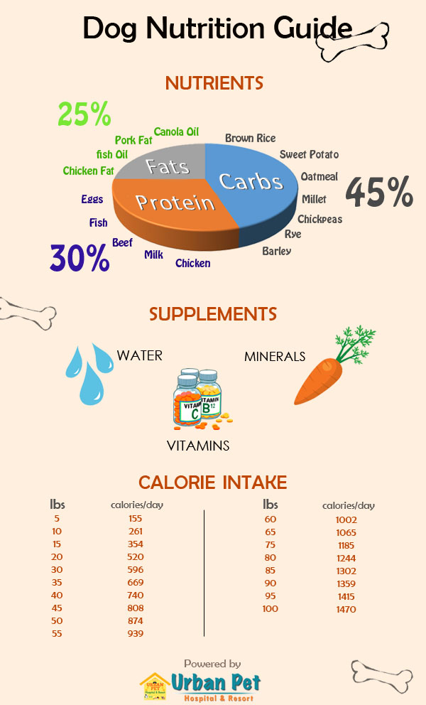 Pet News Articles Urban Pet Hospital Blog Dog 39 s Daily Nutritional 