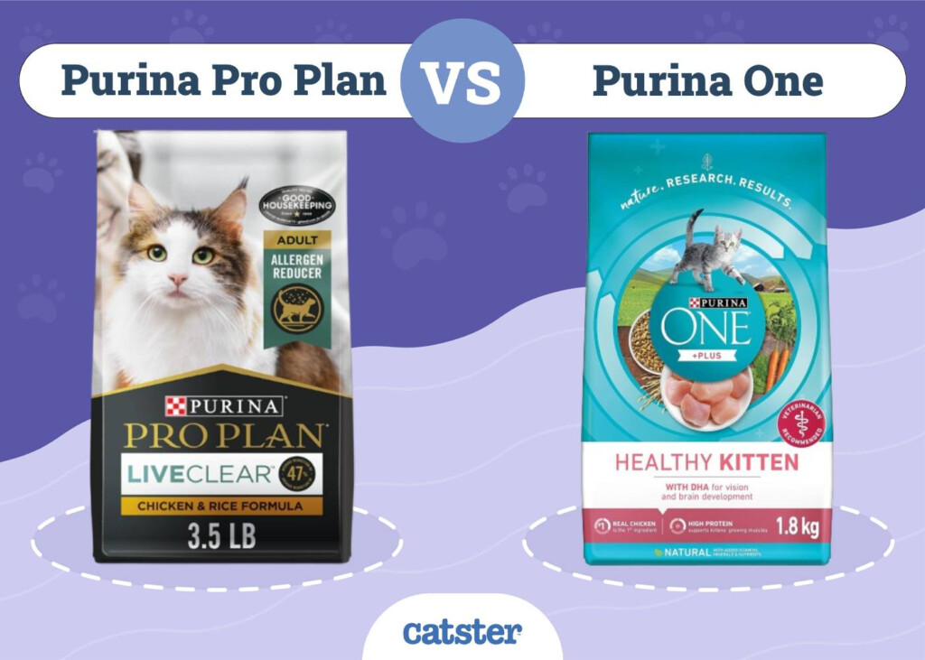 Purina Pro Plan Vs Purina One Cat Food 2025 Comparison Catster