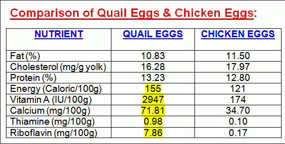 Quail Eggs Nutrition Value Blog Dandk