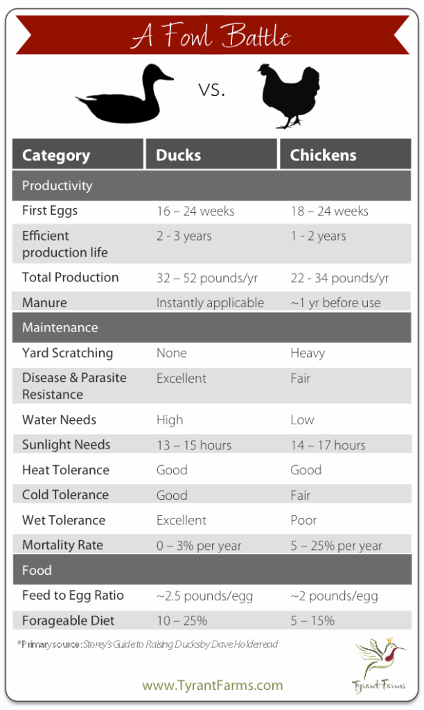 Quail Eggs Nutritional Value Besto Blog