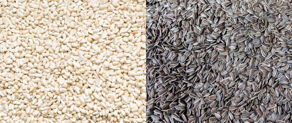Safflower Seed Nutritional Content Besto Blog