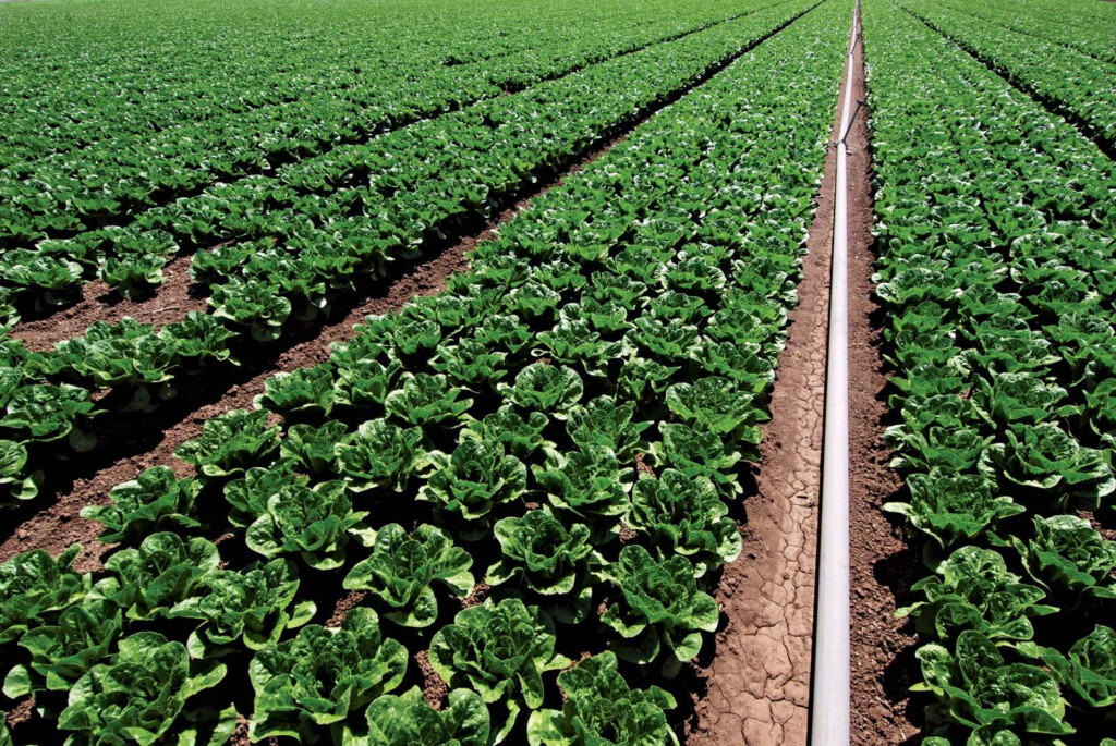 Spinach Description Nutrition Types Facts Britannica