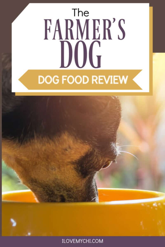 The Farmers Dog Dog Food Review I Love My Chi