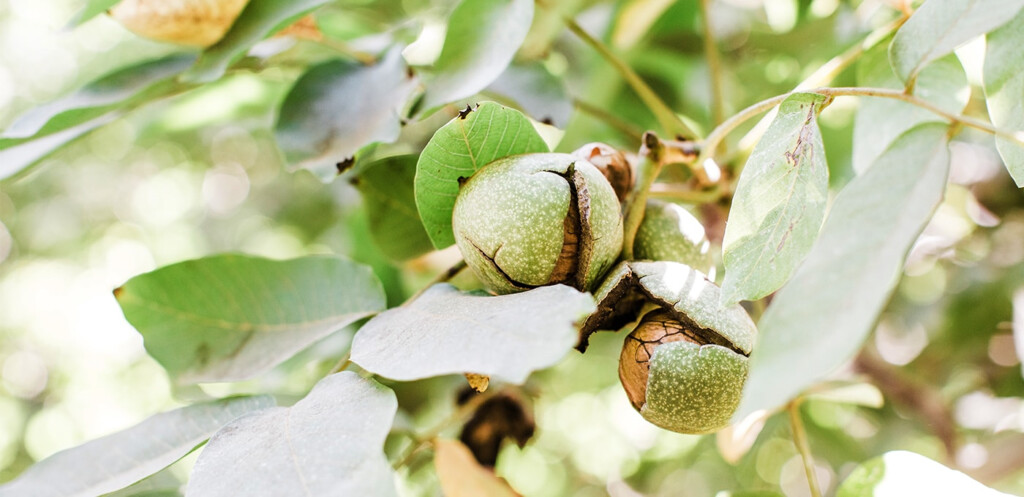 The Walnut Growing Process California Walnuts