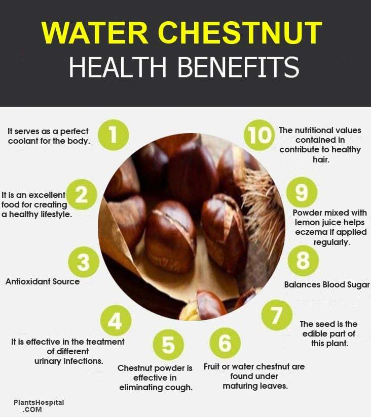 Water Chestnut 15 Best Health Benefits Nutritional Values Uses