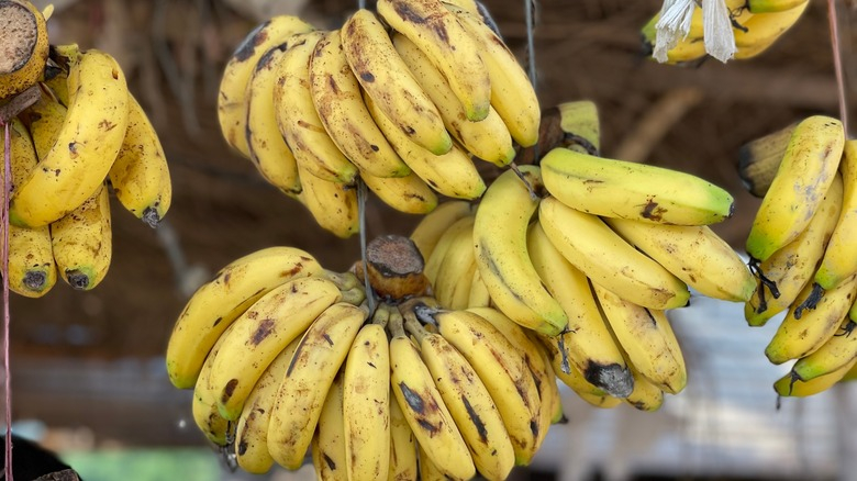What Are Apple Bananas And What Do They Taste Like 